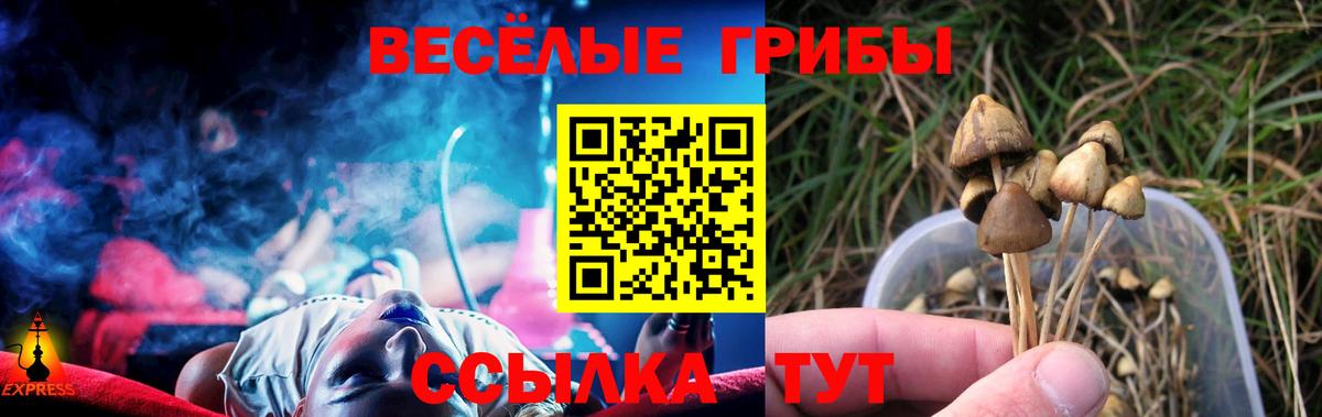 Камышин  Псилоцибиновые грибы Psilocybine cubensis  Вход с VPN 